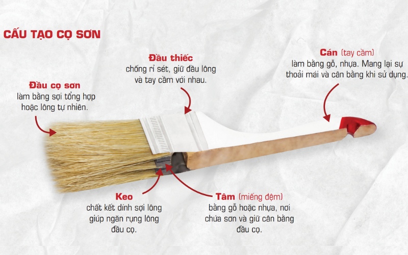 cấu tạo cọ sơn